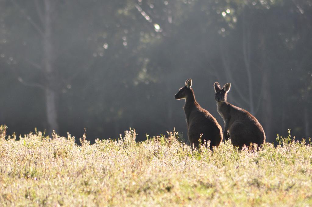 Karri Valley Chalets Pemberton Bilik gambar