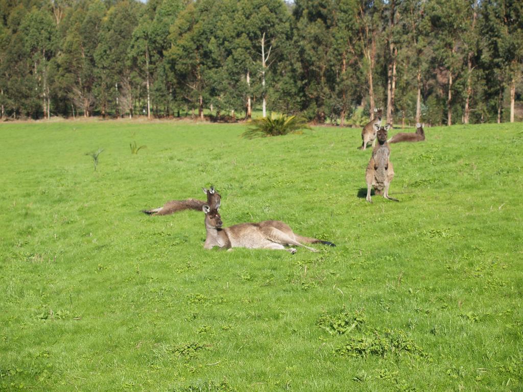 Karri Valley Chalets Pemberton Bilik gambar
